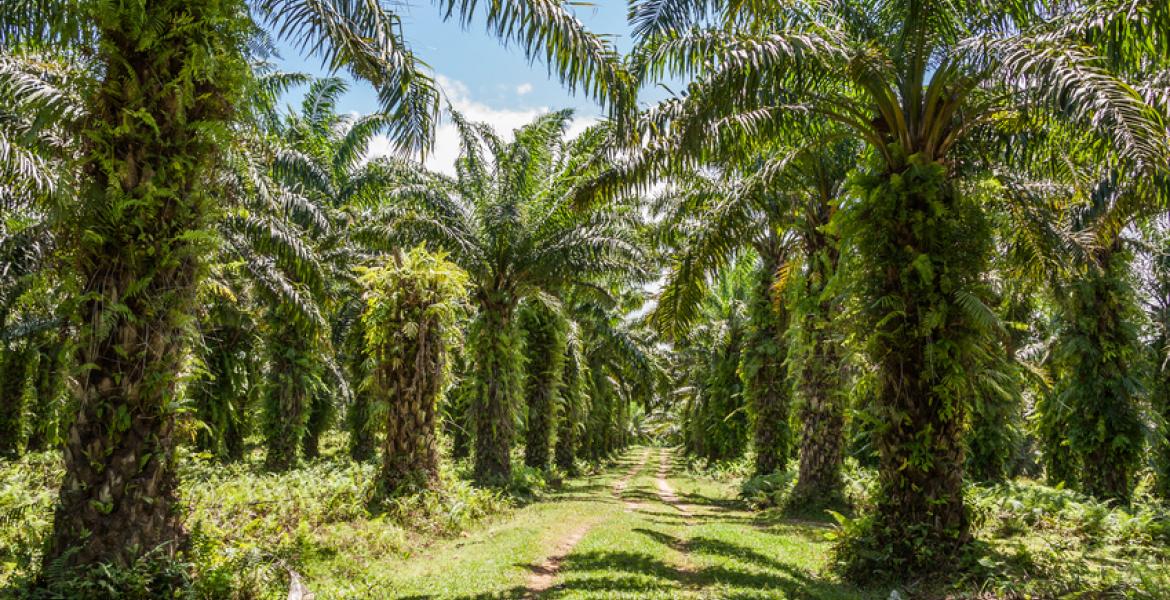 madagascar/tamatave/5909db82e726d4c1bb1fd6077db6a6e2-fotolia-48924644-s-75.jpg