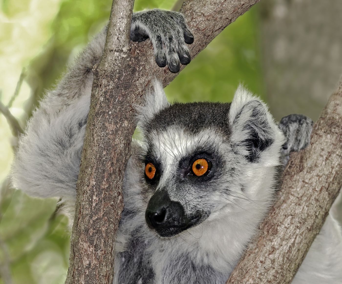 Ring-tailed lemur