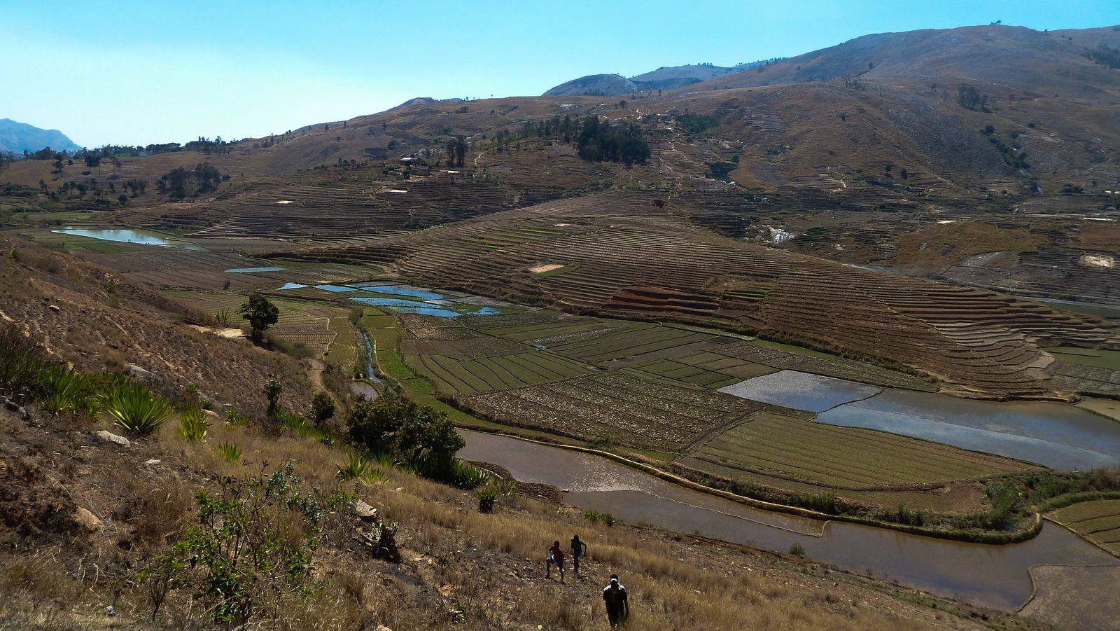 Terraced rice fields